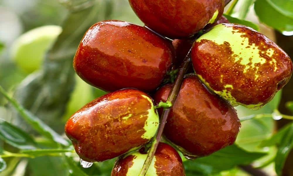 Health Benefits of Dates | AnyBodyCanBake Health Benefits of Dates | AnyBodyCanBake